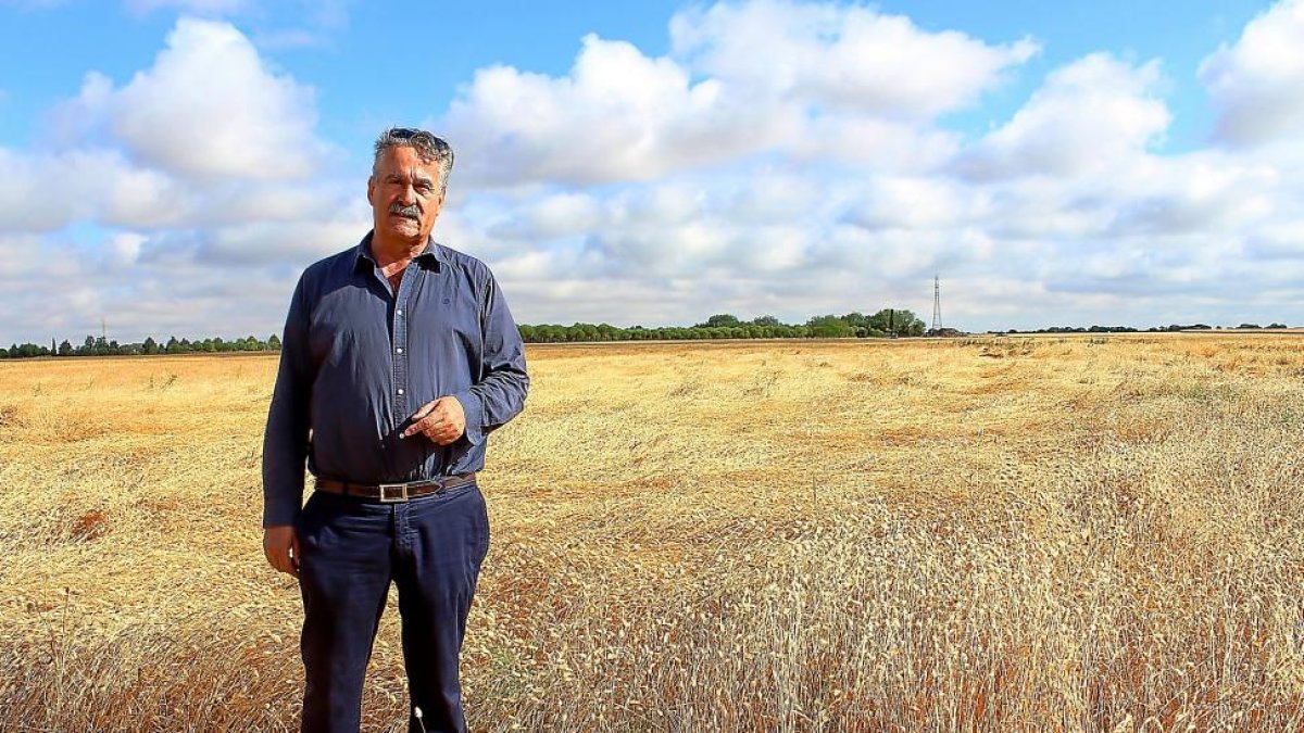 Jaime Laso, promotor del cultivo de Alpiste en Castilla y León, en una parcela situada entre Valladolid y Villalba de los Alcores.-M.C.