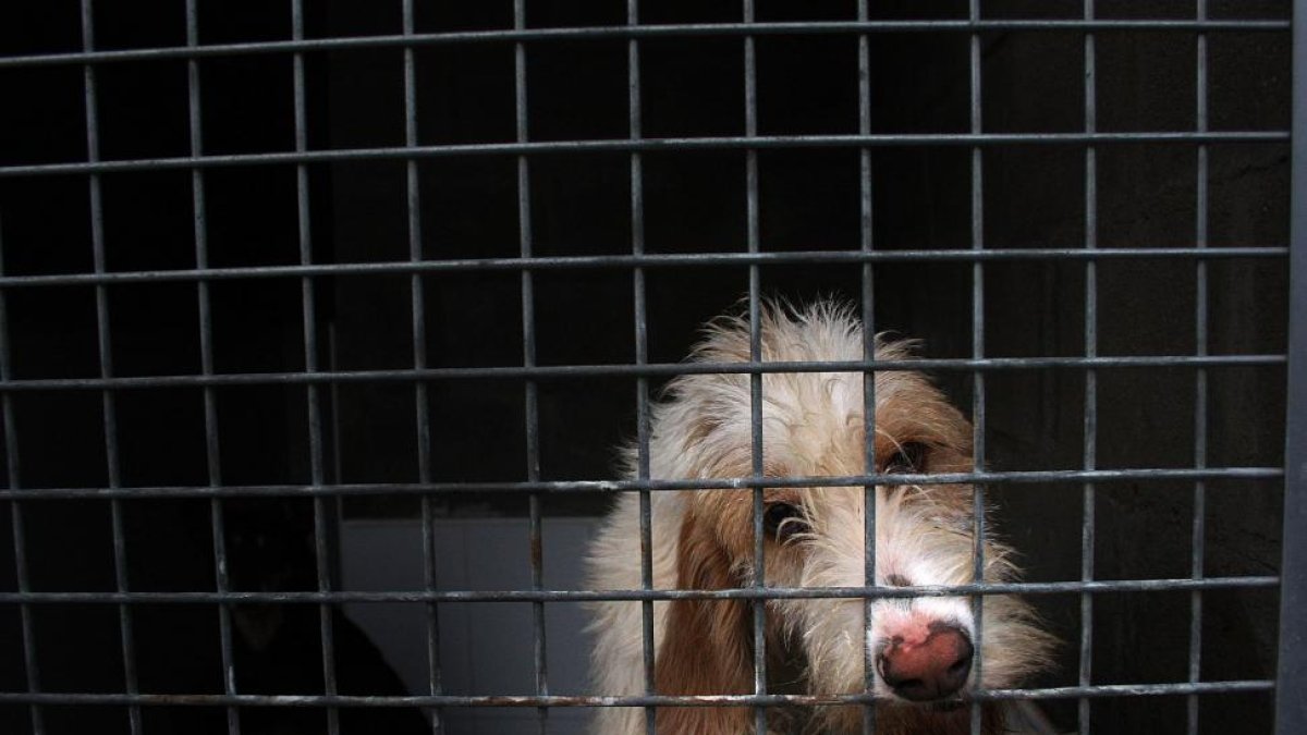 Instalaciones de la Protectora de Animales de León.-ICAL