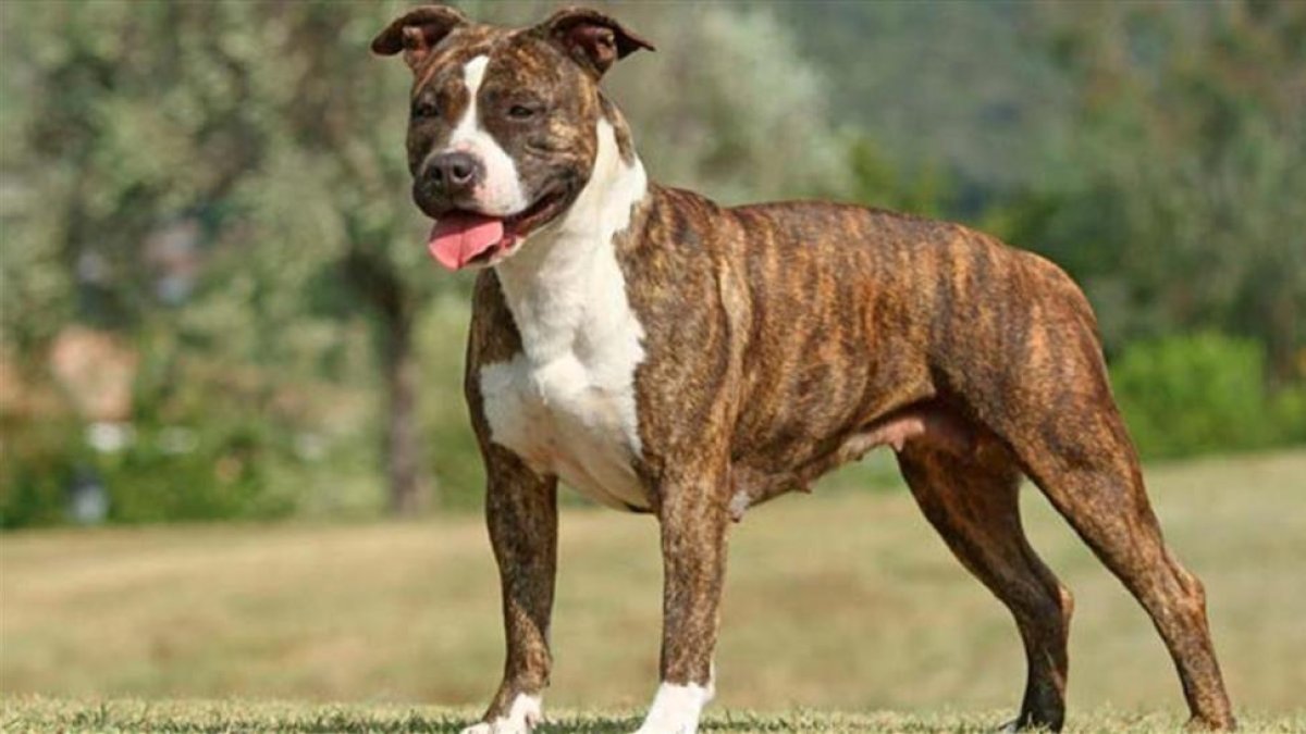 Imagen de archivo de un American Staffordshire Terrier.-