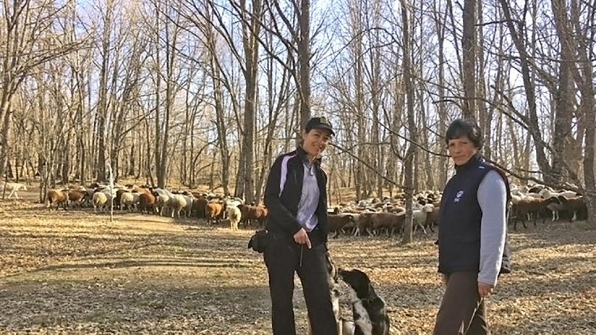Charo García y María Ballesteros con el rebaño de la primera en el monte en la localidad zamorana de Villarino de Sanabria.-E.M.