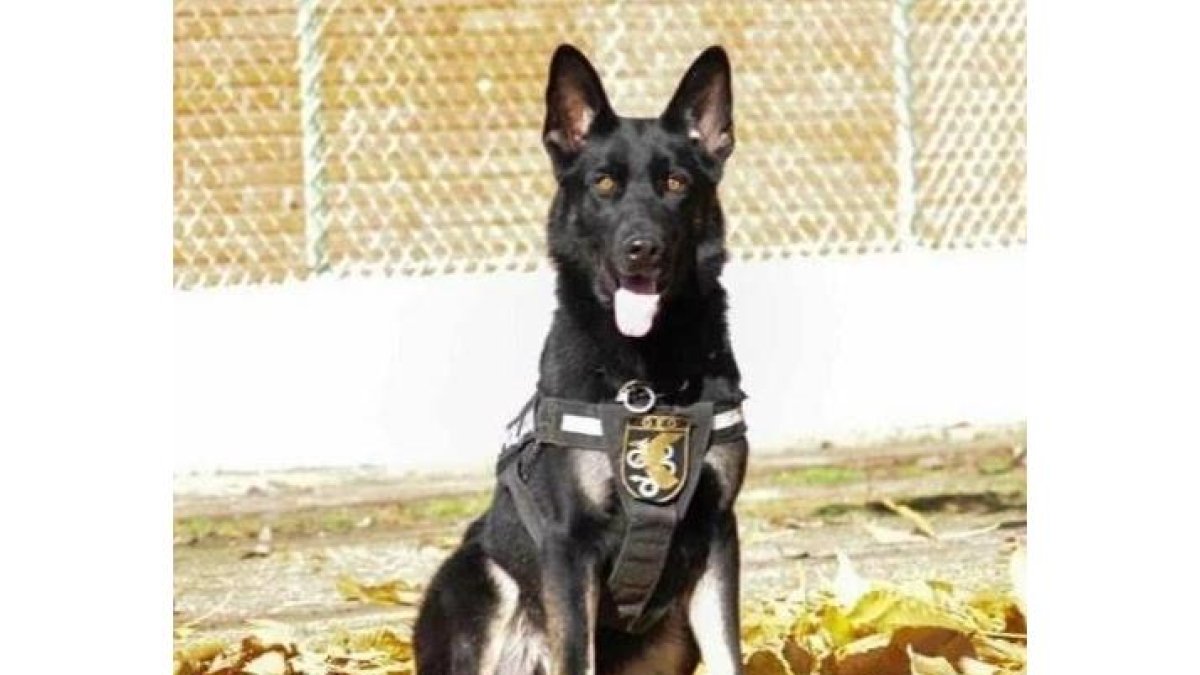 El perro policía Elko, herido en la detención de un varón que estaba atrincherado en Valladolid. - ADOPTA K9