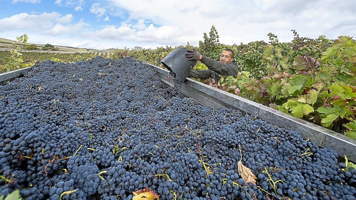 Un operario arroja el contenido de su cuévano en un remolque en la Ribera del Duero burgalesa. / EL MUNDO