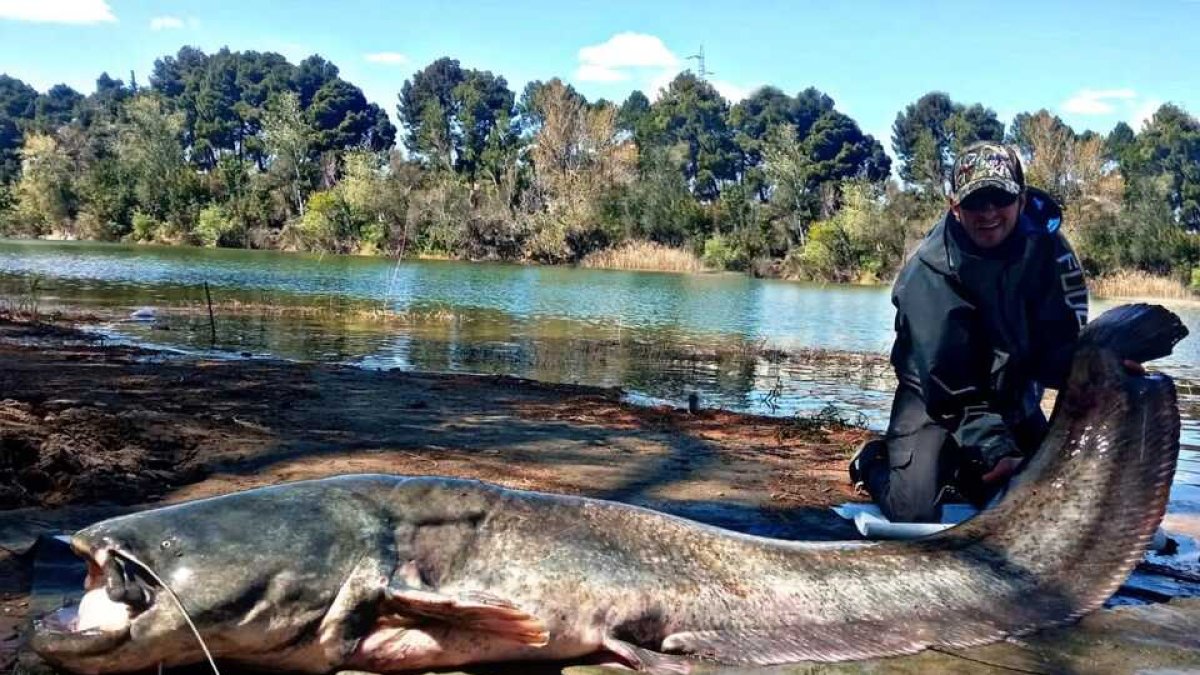 Sergio Rodríguez junto al siluro pescado a orillas del Ebro. / A. MILLÁN