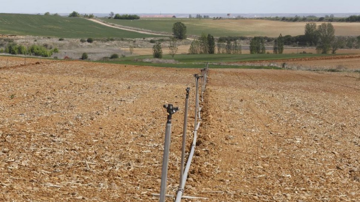 Las parcelas forrajeras de Tierra de Campos aún necesitan más agua para salvar la campaña.-DIARIO DE LEÓN / MARCIANO