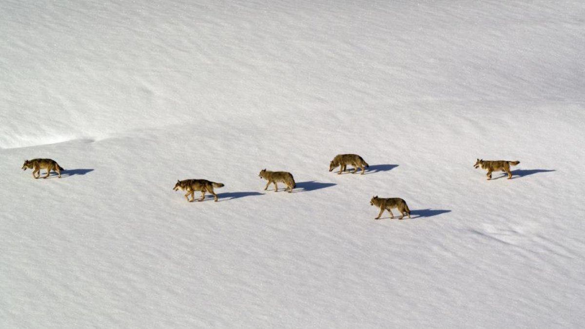 Manada de lobos en la nieve-E.M