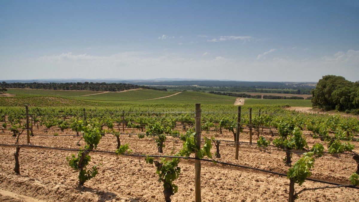 Viñedos de la bodega Prado Rey.- ICAL