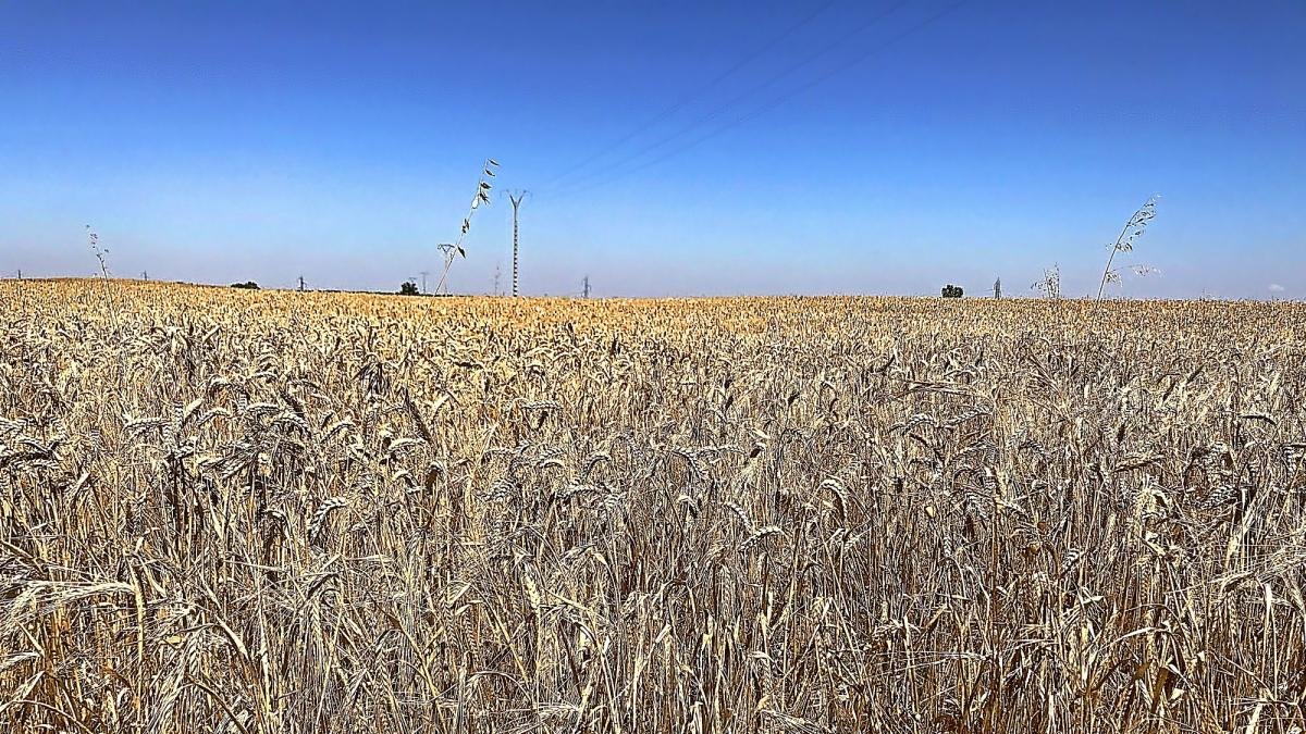 Campo de trigo a punto de ser cosechado al sur de la provincia de Valladolid.-M.C.