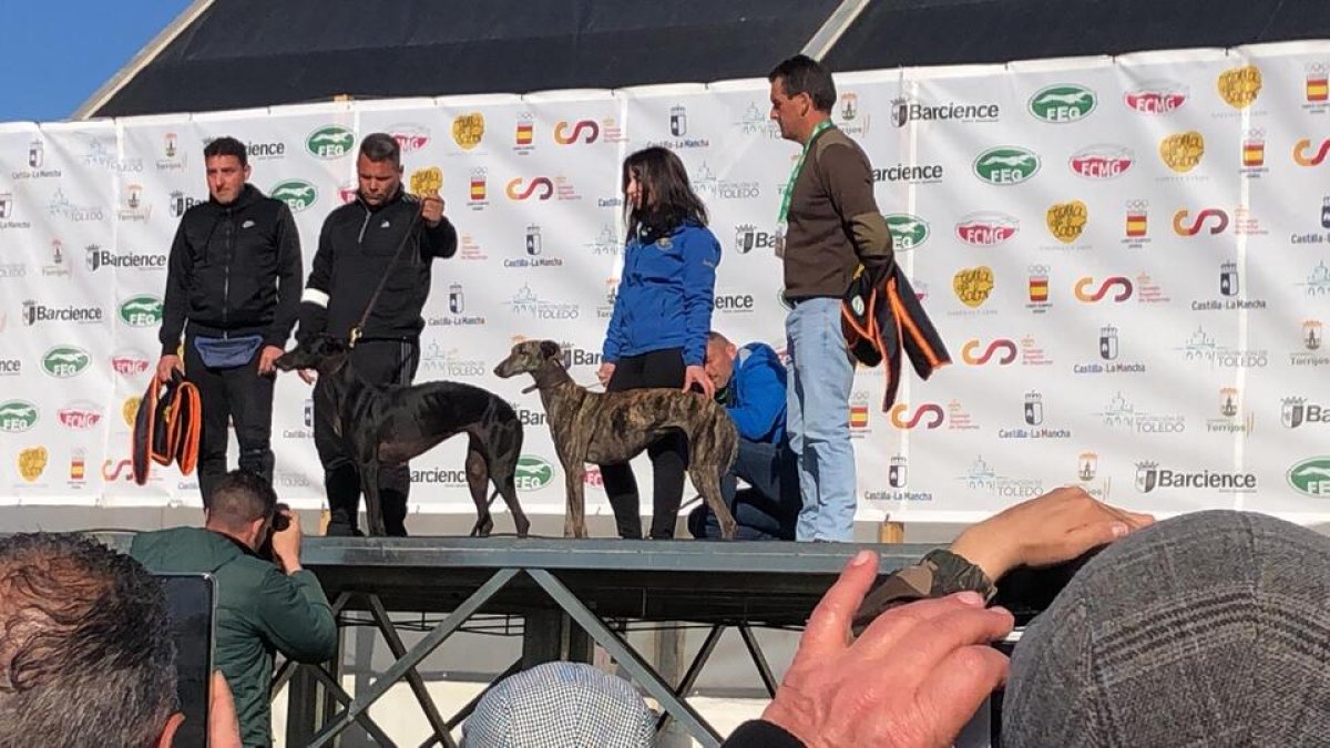 Las dos finalistas del campeonato de España disputado hoy en Barcience, Toledo,  Anita y Anika, a la derecha, nueva campeona nacional de galgos en campo. / L. D. F.