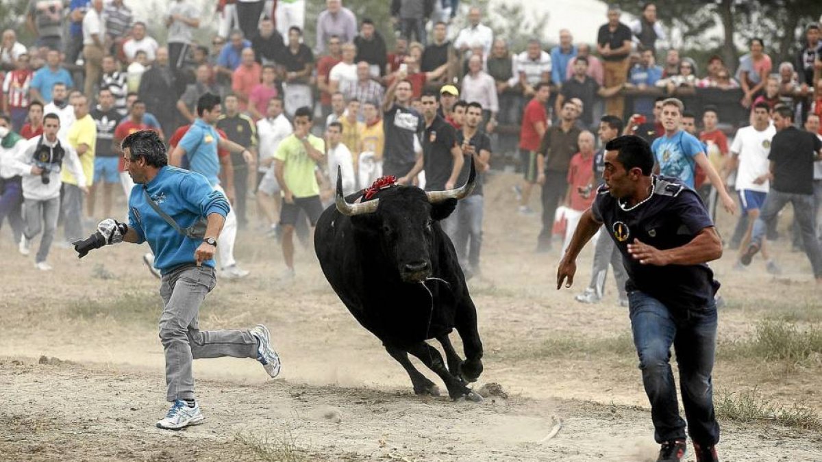 ‘Elegido’, Toro de la Vega de 2014, trota hacia el palenque.-Pablo Requejo