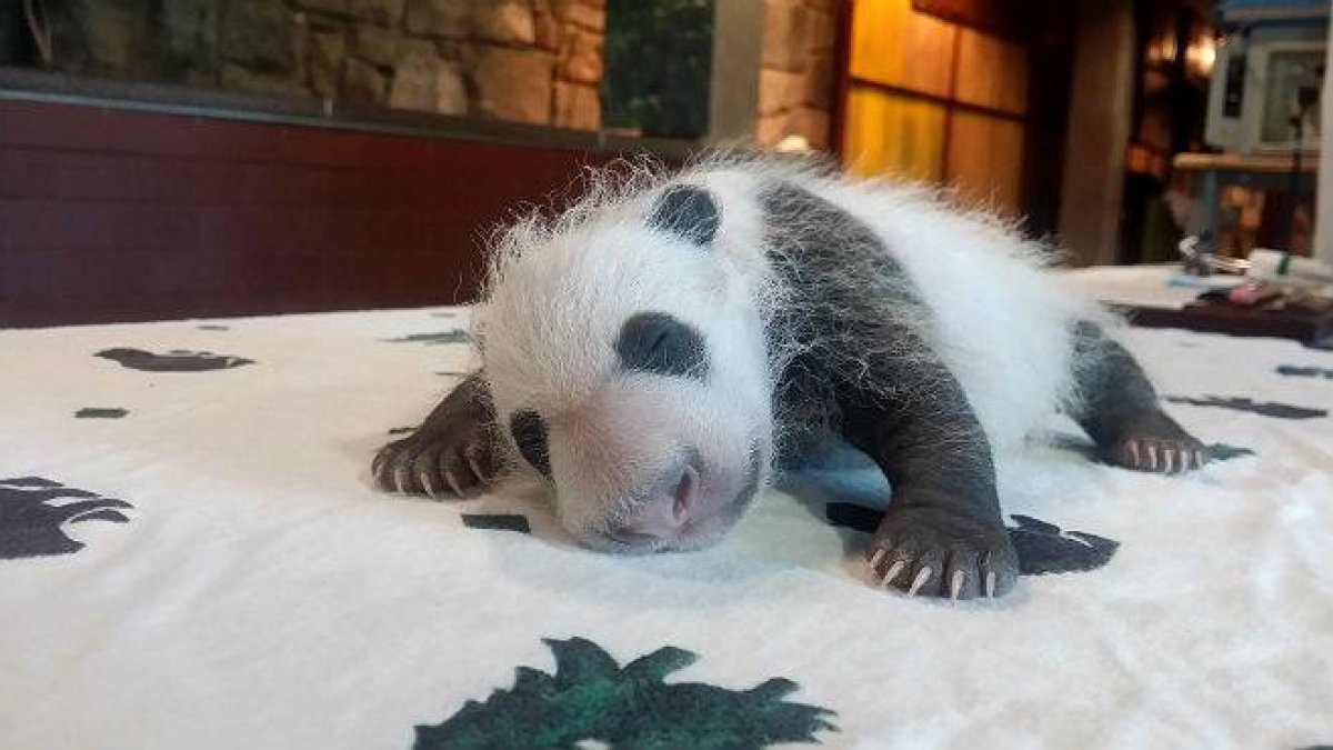 Las primeras damas de EEUU y China han bautizado como Bei bei (pequeño tesoro) a un panda gigante nacido en el zoo de Washington.-ATLAS