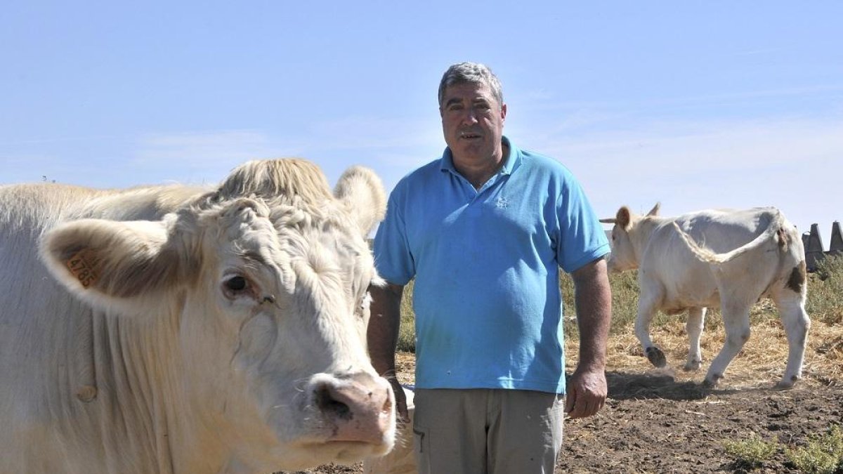 Gustavo Gonzalo, con sus vacas en Las Casas.-VALENTÍN GUISANDE