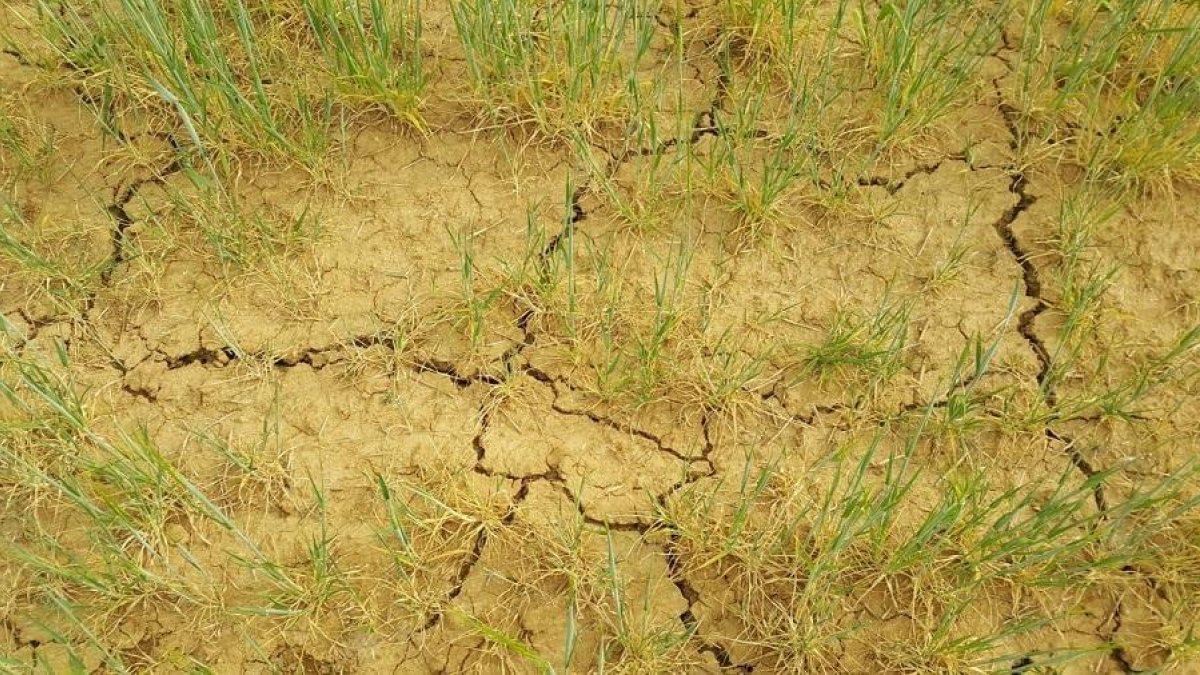 Trozo de cultivo afectado por la sequía en Castilla y León.-ASAJA