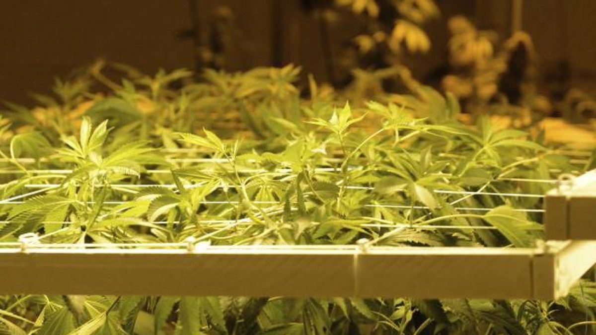Plantas de marihuana.-EFE