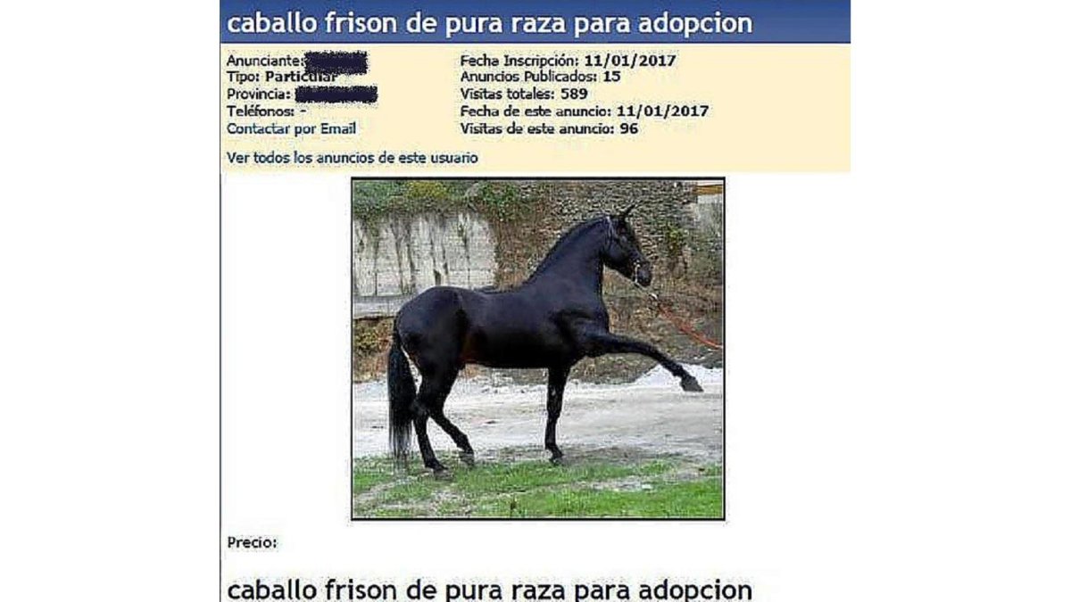 Imagen del anuncio de adopción del caballo.-ICAL