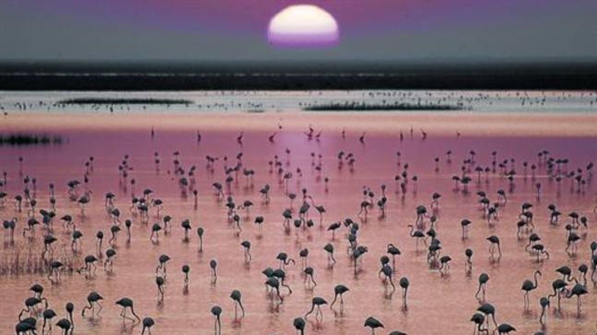 Flamencos en las marismas de Doñana.-Foto:   CSIC / VICTORIA MUÑOZ