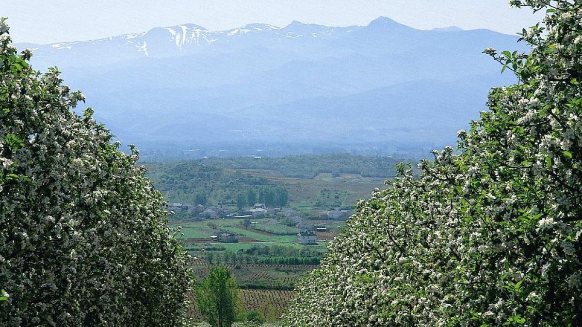 Una plantación de manzanos en la comarca leonesa del Bierzo, donde la reineta presume de denominación de origen.-ABA