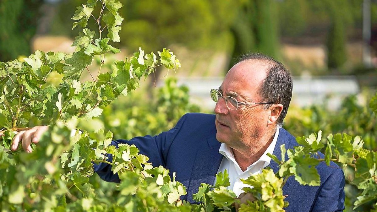 Carlos Moro, presidente del Grupo Matarromera, examina uno de los viñedos de la compañía vallisoletana.-EL MUNDO