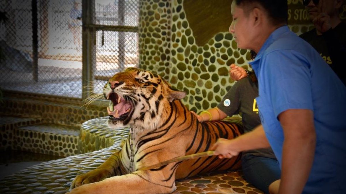 Imagen del vídeo en que se ve a un tigre siendo golpeado para que ruja mientras los turistas se hacen fotos.-EL PERIÓDICO