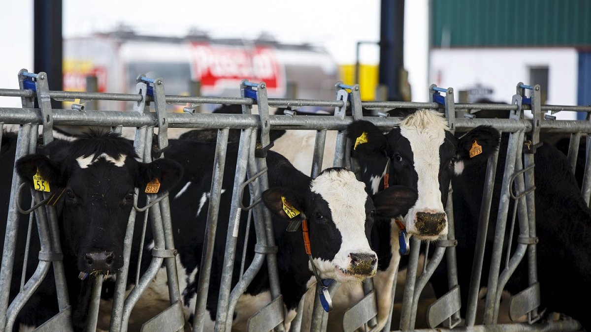 Granja de vacas lecheras situada en la localidad abulense de Langa, un tipo de explotación sujeta a continuas inversiones en materia de modernización. / ÁNGEL NAVARRETE