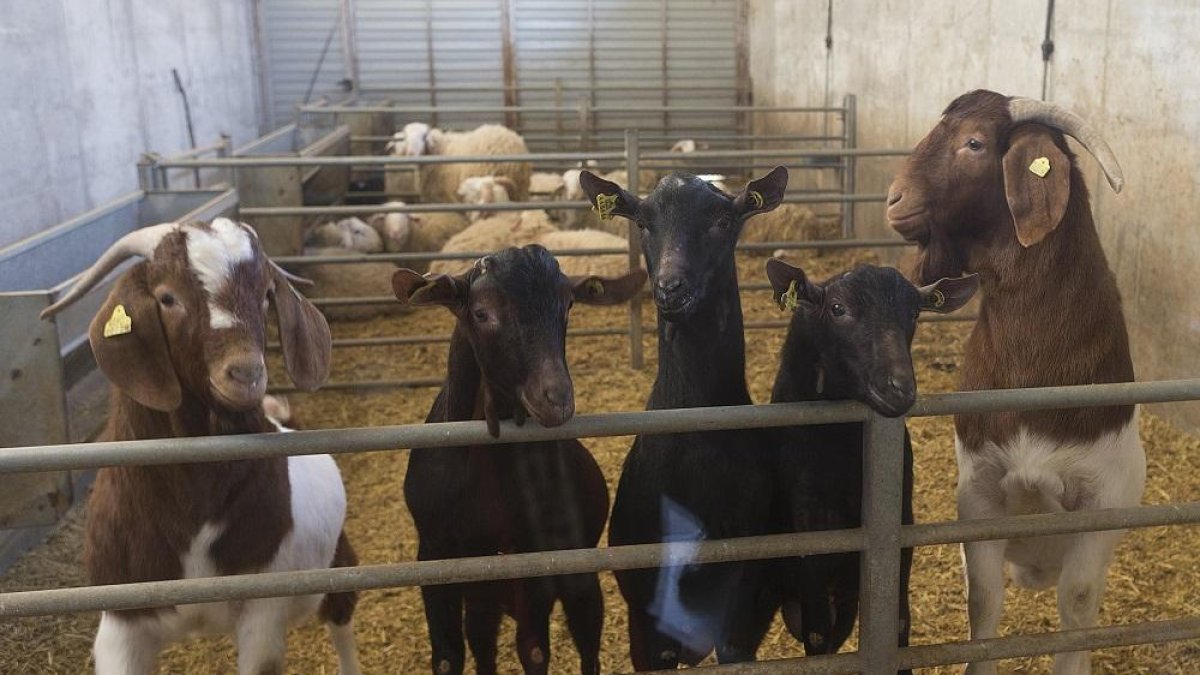 Ejemplares de cabras y ovejas en el Centro para la Mejora Genética de Ovino y Caprino de Castilla y León (Ovigen).-ICAL