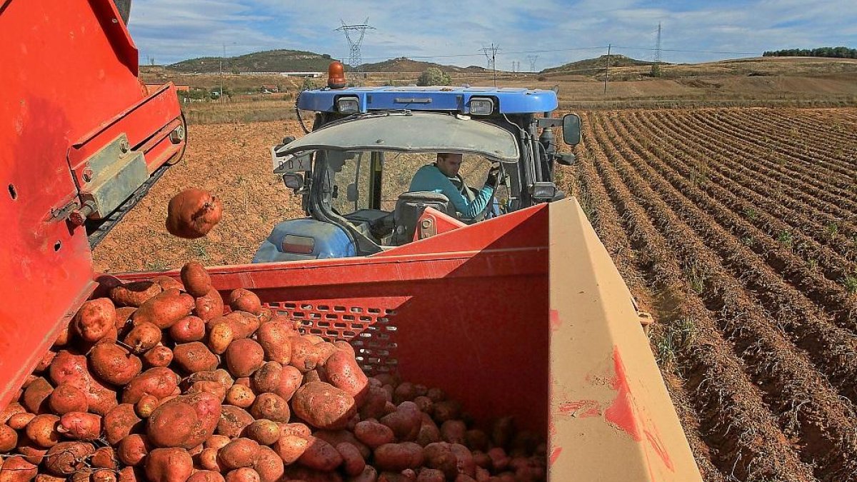 Un agricultor recoge patatas en su explotación de la localidad palentina de Valoria de Aguilar.-BRÁGIMO
