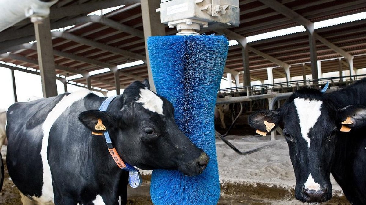 Vacas en la granja de Gaza en Santa Cristina de la Polvorosa, en Zamora.-ICAL