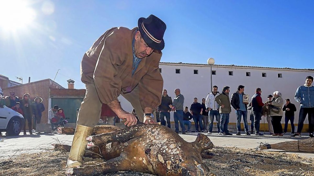 El matancero limpia la piel del cerdo después de realizar el chamuscado.-PABLO REQUEJO