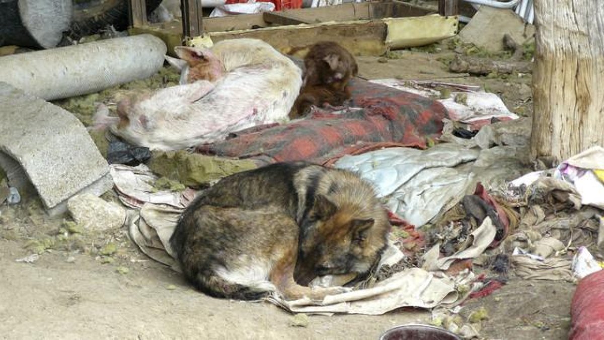 Muchos perros son abandonados sin comida ni bebida, en condiciones deplorables.-EFE
