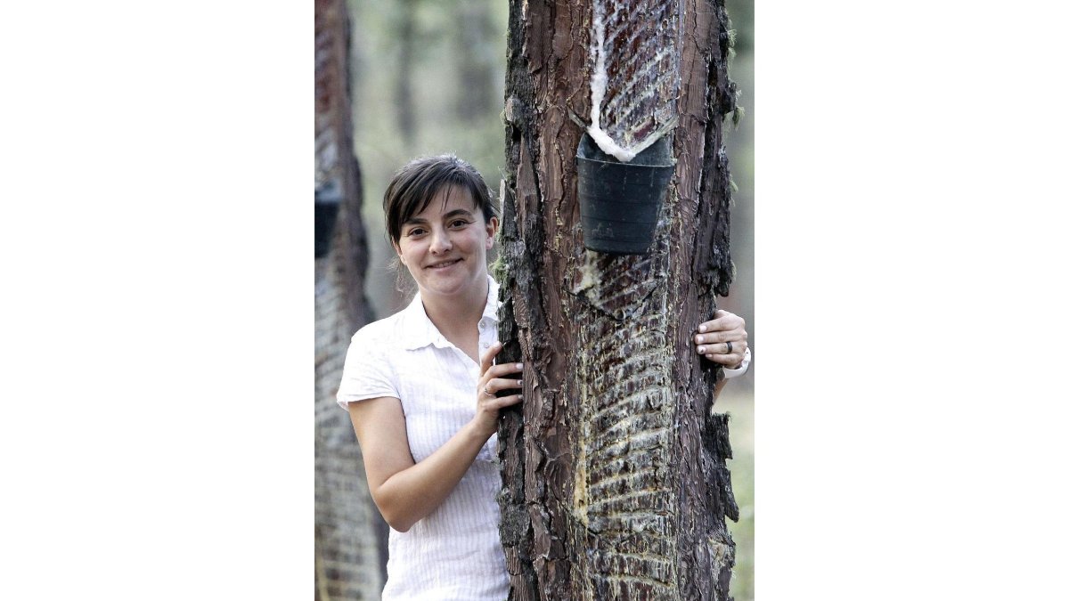 Ángela Blázquez, en un bosque de pinos resineros sorianos.-LUIS ÁNGEL TEJEDOR