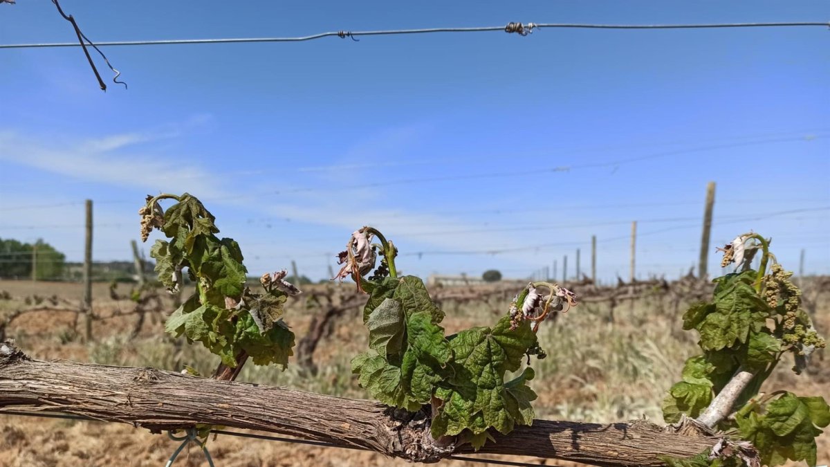 Imagen de un viñedo de Ribera del Duero afectado por las heladas y por la sequía. -EP