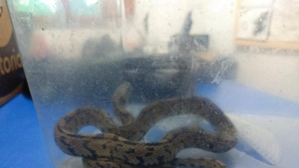 Serpiente encontrada en Las Francesas.-EUROPA PRESS