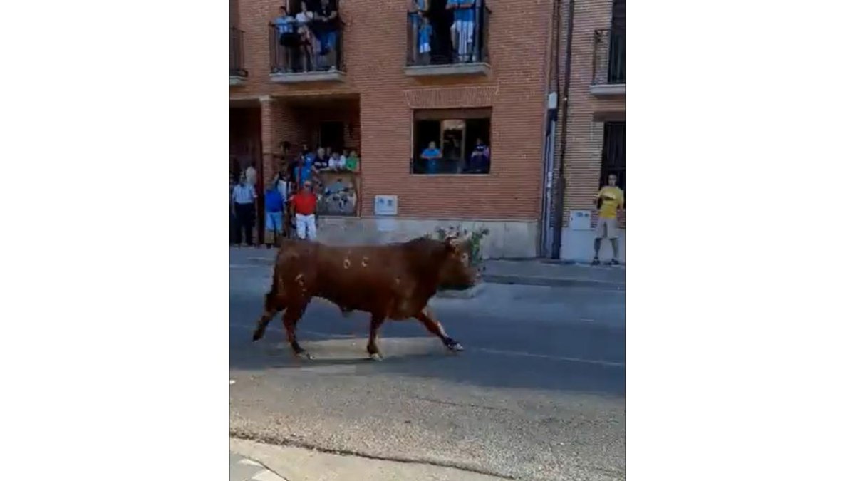 Novillos en las fiestas de La Seca de este sábado. | Twitter de La Seca Cultura y Turismo