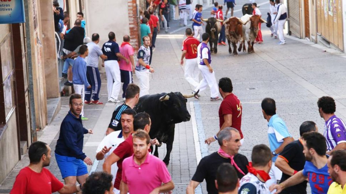 Los toros de la ganadería Los Bayones, protagonizan el cuarto encierro de Cuéllar (Segovia)-Ical