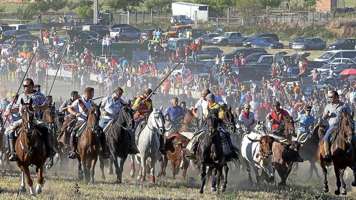 Los caballistas guían a los toros por la dehesa en dirección a la fuente de ‘la Pioja’ hasta la villa.-NURIA MONGIL /PHOTOGENIC