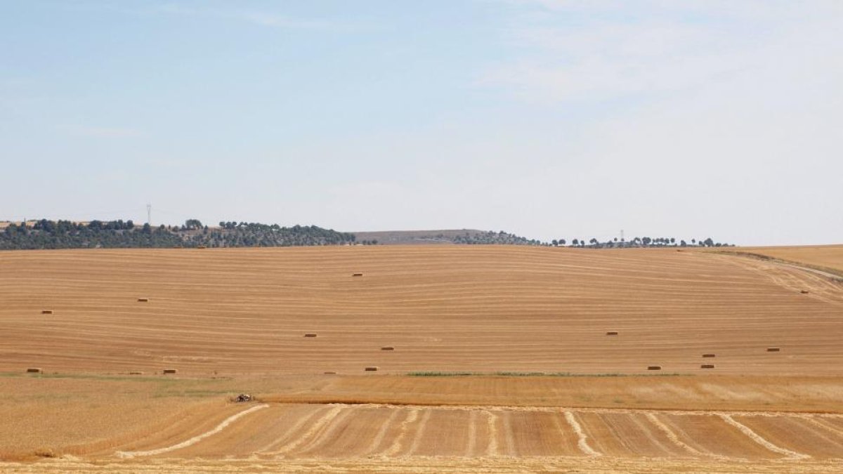 Campo de cereal recien cosechado en la localidad de Mucientes (Valladolid).-ICAL