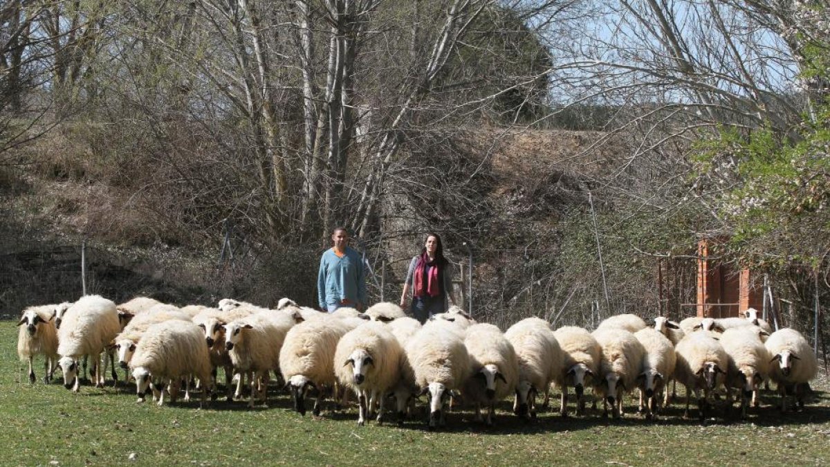 Sandra de la Hera y Enrique Pérez, veterinarios de Anche, con un rebaño de ovejas churras en la Finca Villalta de Palencia.-BRÁGIMO