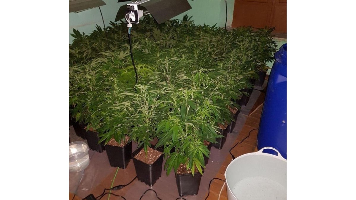 Plantas de marihuana encontradas en el inmueble.-POLICÍA NACIONAL