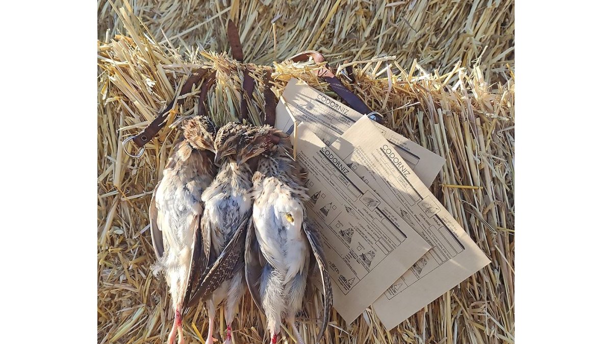 Tres codornices dispuestas para aportar sus datos al Proyecto Coturnix. L. FUENTE