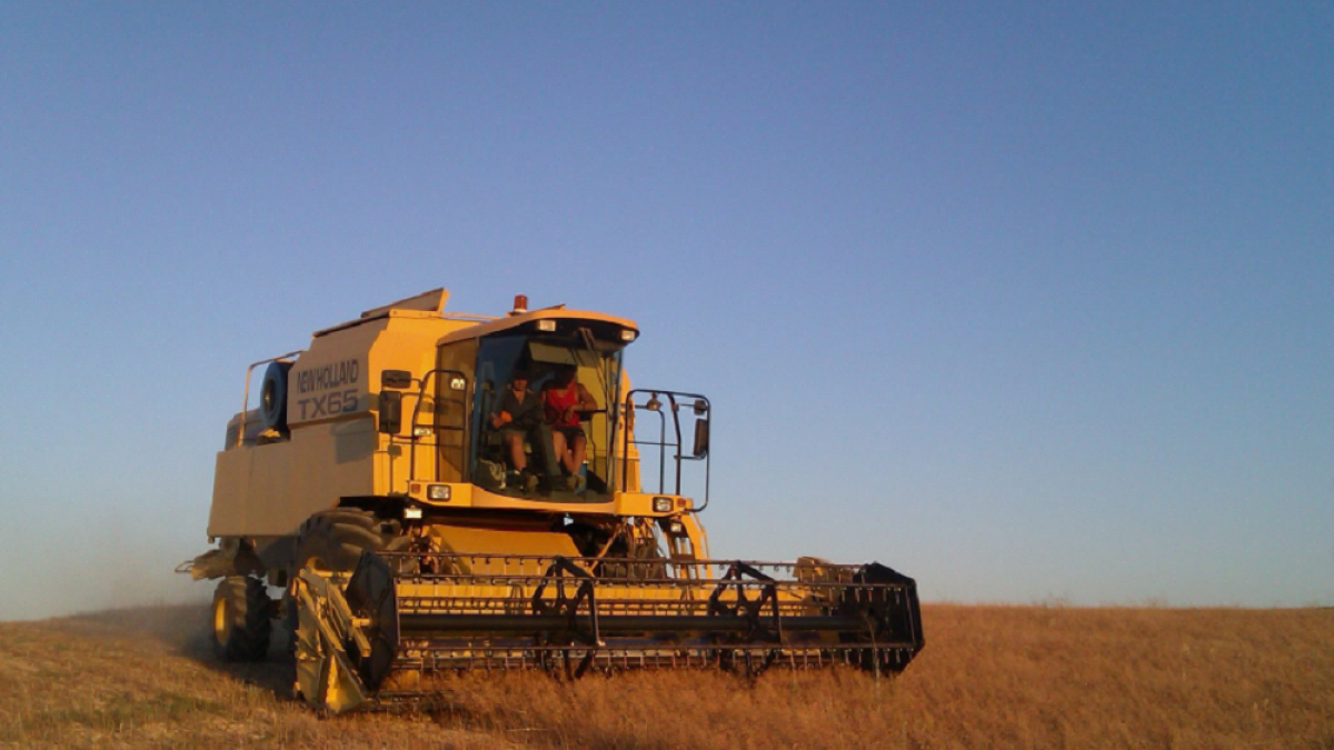 Dos agricultores trabajan en una parcela destinada al cultivo de camelina en la localidad burgalesa de Hontoria de Valdearados.-CAMELINA COMPANY ESPAÑA
