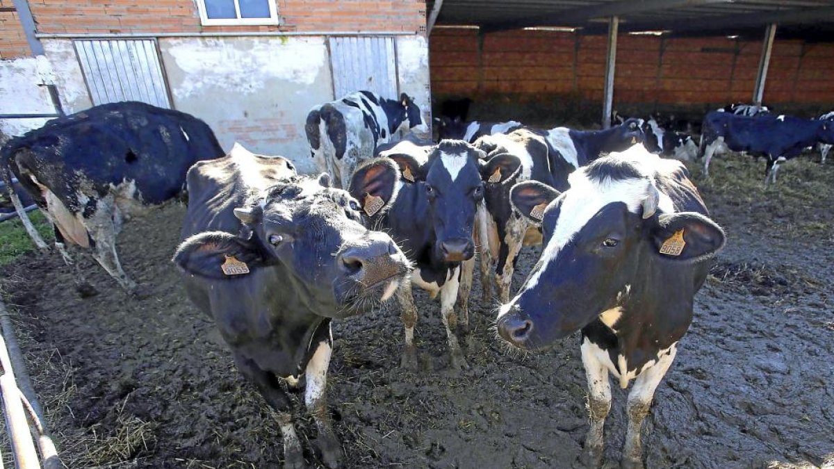 Explotación de vacuno de leche en un municipio de Castilla y León.-ICAL