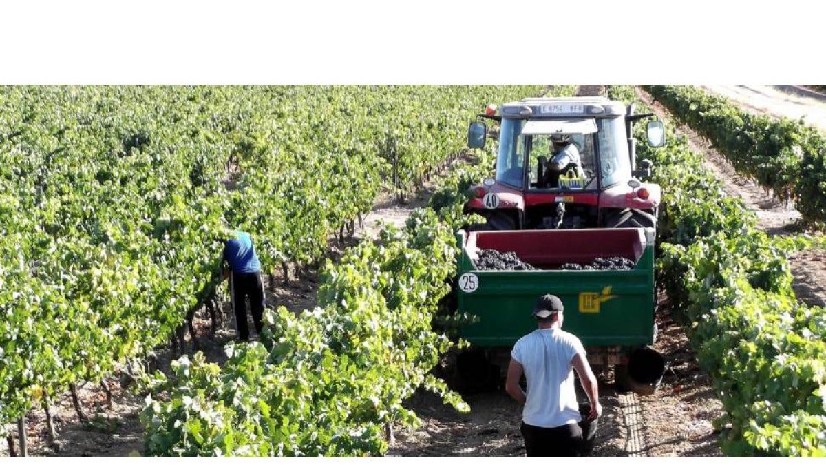 Vendimia en la Ribera del Duero-Efe