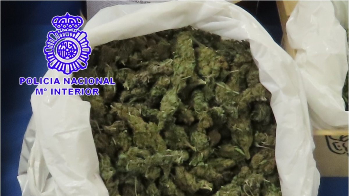 Cannabis intervenido a los tres detenidos.- E. M.