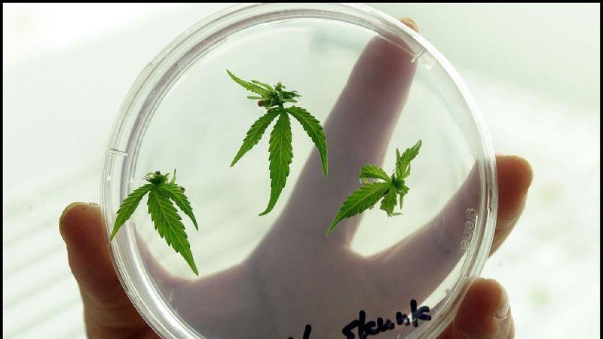 Las empresas manufactureras de la marihuana medicinal pueden producir y comercializar sus productos tanto para el mercado local como internacional.-BCN