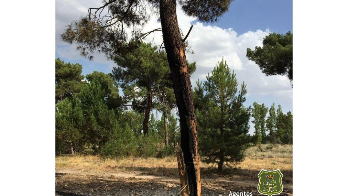 Árbol donde impactó el rayo que causó el incendio de Traspinedo-TWITTER APAMCYL