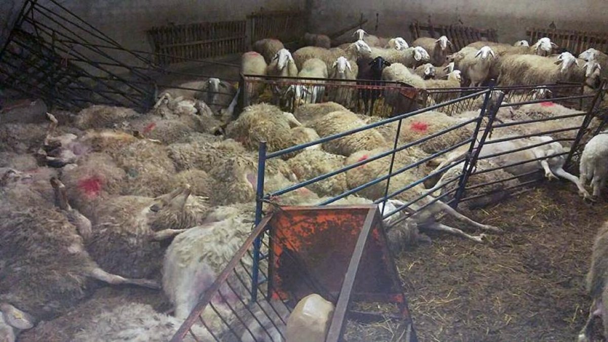 Ovejas asfixiadas con motivo del robo de diez lechazos y una oveja en la localidad de Montemayor de Pililla (Valladolid).-Fotografía cedida por UCCL