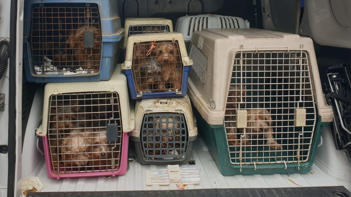 Yorkshire recogidos por la policía en casa de las dos hermanas. E. M.