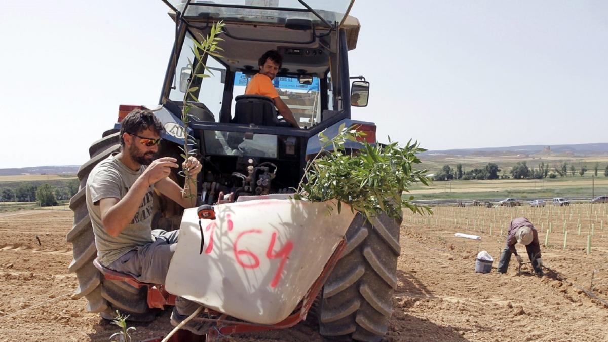 Segunda fase de la plantación de olivos en Montuenga, estos días.-LUIS ÁNGEL TEJEDOR