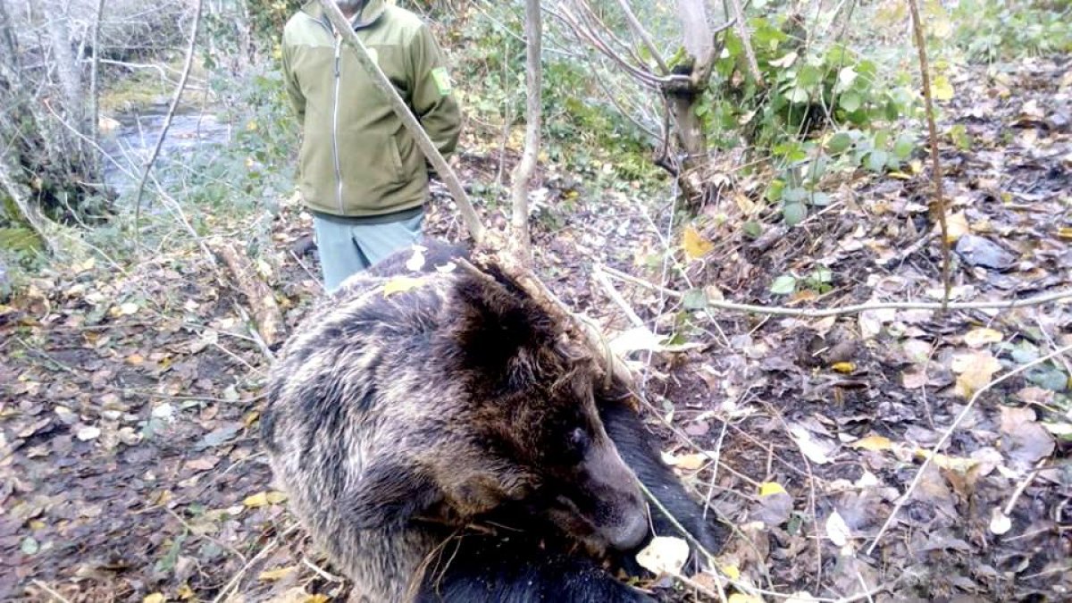 El cuerpo de la hembra de oso cantábrico tras quedar atrapada por un lazo de acero.-JCYL