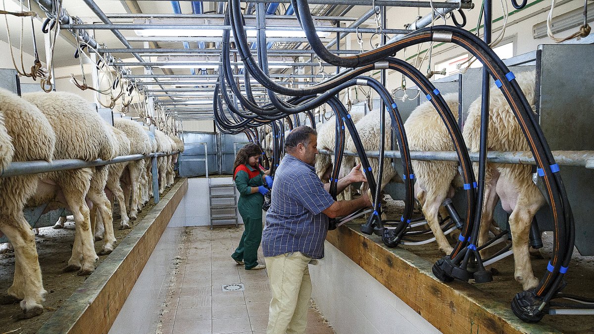Ganaderos de ovino de Andavías (Zamora), en un proyecto de Cobadú sobre nutrición animal. jl lEAL / ICAL