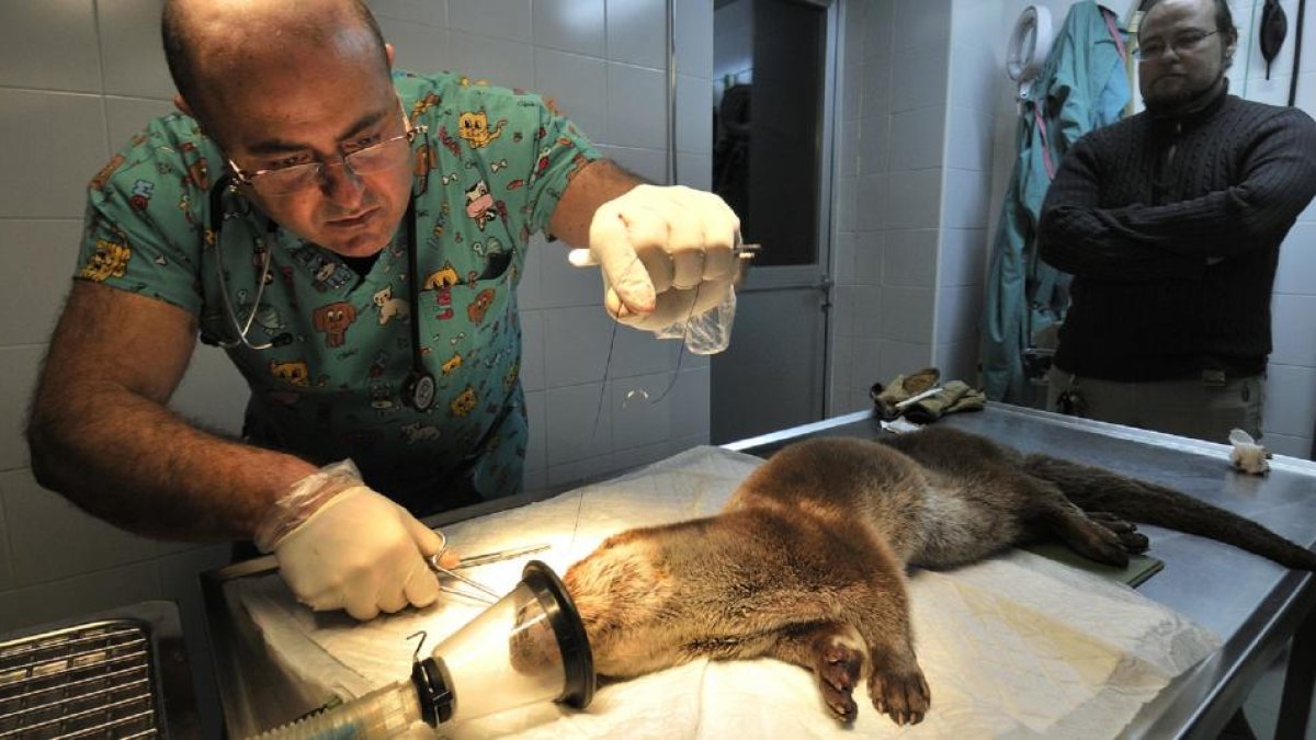 El veterinario José Luis Serrano y el presidente de Amar Soria y ‘rescatador’, Manuel Meijide, en la intervención.-VALENTÍN GUISANDE